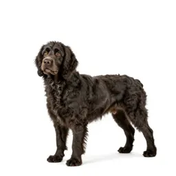 Water spaniel
