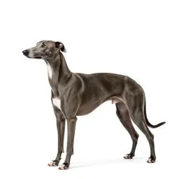 Whippet