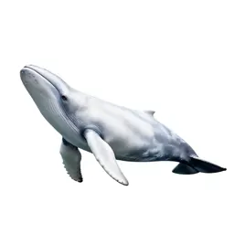 White whale