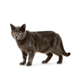 Wildcat