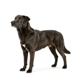 Working dog