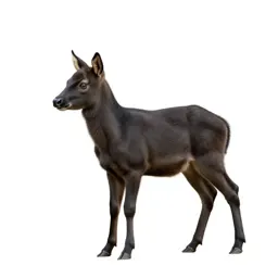 Yearling