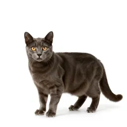 Alley cat