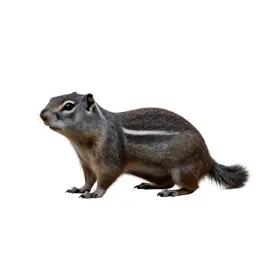 Antelope squirrel