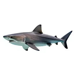 Basking shark