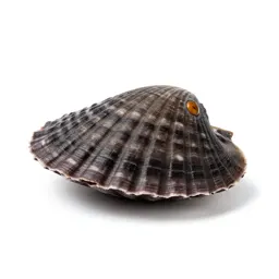 Bay scallop