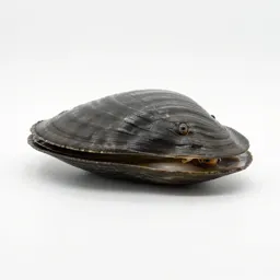 Bivalve