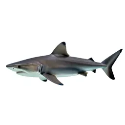 Blacktip shark