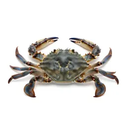 Blue crab