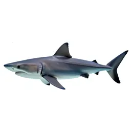 Blue shark
