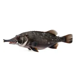 Boarfish