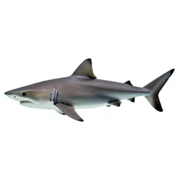 Bonito shark