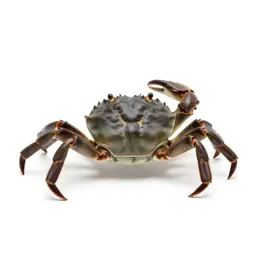Brachyuran