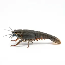 Branchiopod crustacean