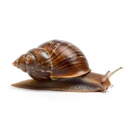 Brown snail