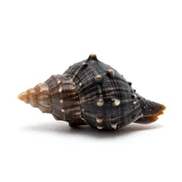 Bubble shell