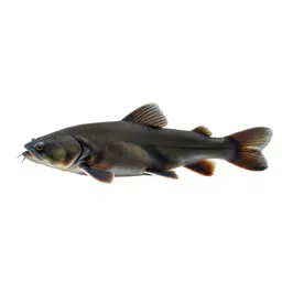 Buffalo fish