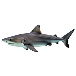 Bull shark