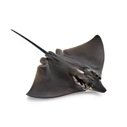 Butterfly ray