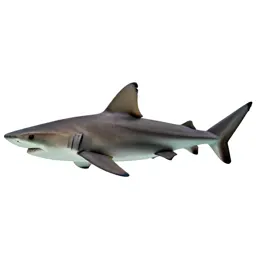 Carpet shark