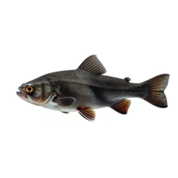 Cartilaginous fish