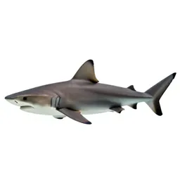 Cat shark
