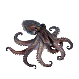 Cephalopod