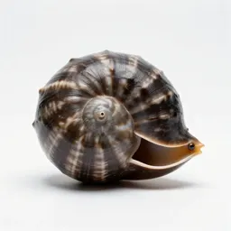 Chambered nautilus