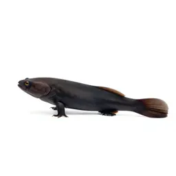 Chimaera