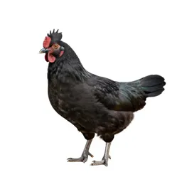 Cockle