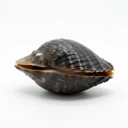 Common limpet