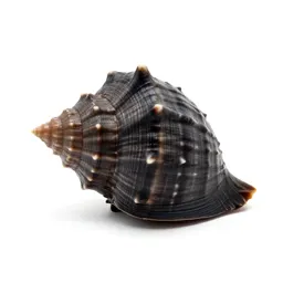 Conch