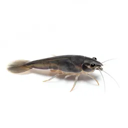 Copepod
