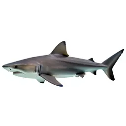 Cow shark