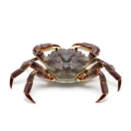 Crab