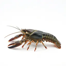 Crayfish