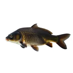Crucian carp