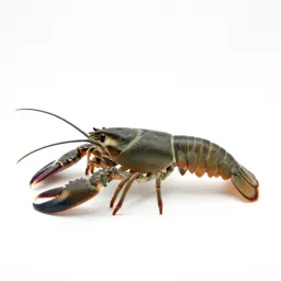 Crustacean
