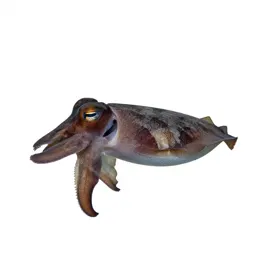 Cuttlefish