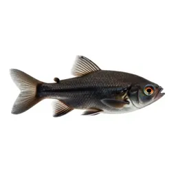 Cyprinodont