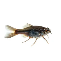 Daphnia