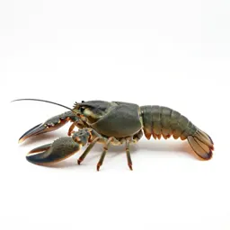 Decapod crustacean