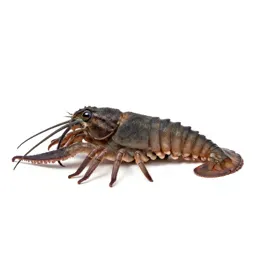 Decapod