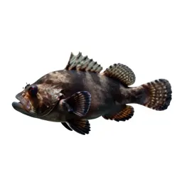 Deepwater squirrelfish