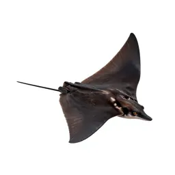 Devil ray