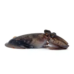 Dibranchiate