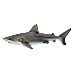 Dogfish
