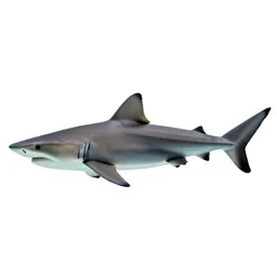 Dusky shark