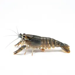 Fairy shrimp