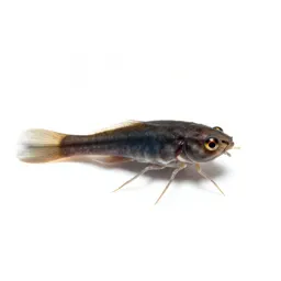 Fish louse